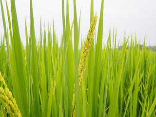 Fototapeta na wymiar Lush green paddy rice in rice field. Spring and Summer Background