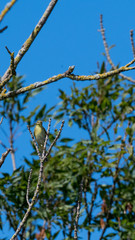 petit oiseau passereau