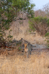 Amazing South African Safari - Hippos, monkeys, zebras, leopards, lions, painted wolves, elephants, giraffes, hyenas, wildlife - Nature at it's finest