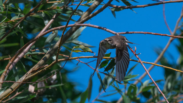 Gobe mouche en prenant son envol