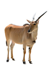 Antilope d& 39 éland commun (Taurotragus oryx) isolé sur fond blanc. Animal de la savane.