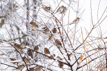 Sparrow on branches of bushes. Winter weekdays for sparrows. Common sparrow on the branches of currants