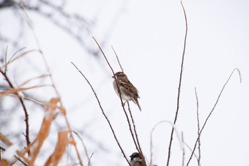 Sparrow on branches of bushes. Winter weekdays for sparrows. Common sparrow on the branches of currants
