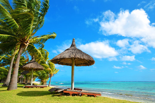 Coconut palm trees,loungers and umbrella on tropical beach in Mauritius Island, Indian Ocean.
