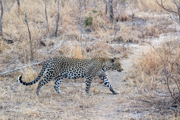 Amazing South African Safari - Hippos, monkeys, zebras, leopards, lions, painted wolves, elephants, giraffes, hyenas, wildlife - Nature at it's finest