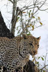Amazing South African Safari - Hippos, monkeys, zebras, leopards, lions, painted wolves, elephants, giraffes, hyenas, wildlife - Nature at it's finest