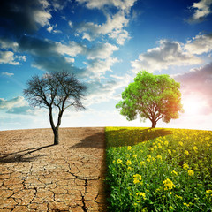 Dry country with cracked soil and rapeseed field with green tree. Concept of change climate or...
