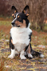 Dog breed Welsh Corgi Cardigan portrait on nature