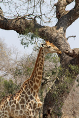 Amazing South African Safari - Hippos, monkeys, zebras, leopards, lions, painted wolves, elephants, giraffes, hyenas, wildlife - Nature at it's finest