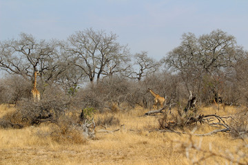Amazing South African Safari - Hippos, monkeys, zebras, leopards, lions, painted wolves, elephants, giraffes, hyenas, wildlife - Nature at it's finest