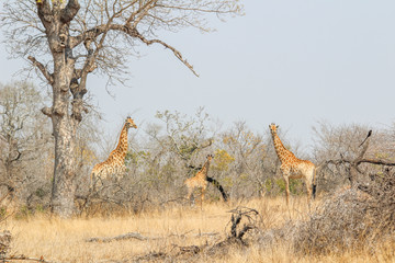 Amazing South African Safari - Hippos, monkeys, zebras, leopards, lions, painted wolves, elephants, giraffes, hyenas, wildlife - Nature at it's finest