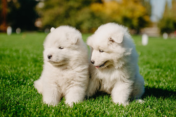 Samoyed puppies on the grass