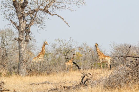 Amazing South African Safari - Hippos, monkeys, zebras, leopards, lions, painted wolves, elephants, giraffes, hyenas, wildlife - Nature at it's finest