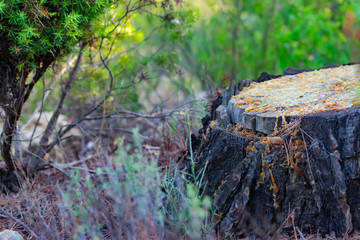 troncos de pino en bosques mediterraneos e ibericos