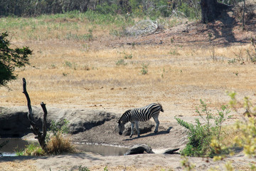 Amazing South African Safari - Hippos, monkeys, zebras, leopards, lions, painted wolves, elephants, giraffes, hyenas, wildlife - Nature at it's finest