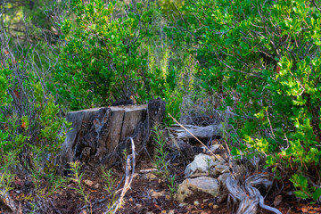 troncos de pino en bosques mediterraneos e ibericos