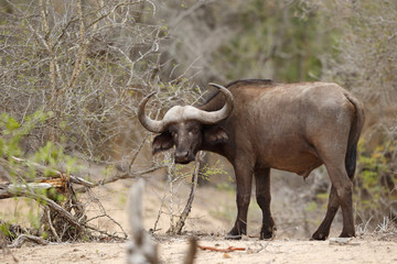 Fototapeta premium Büffel