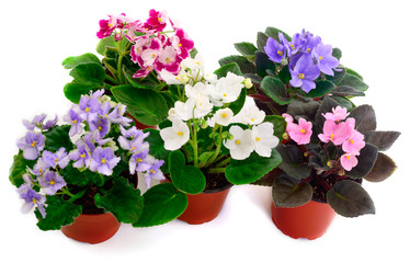  Saintpaulia in a pot.