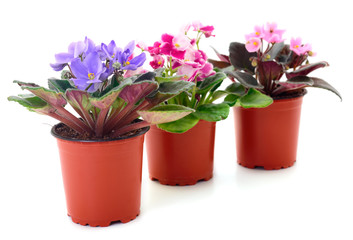  Saintpaulia in a pot.