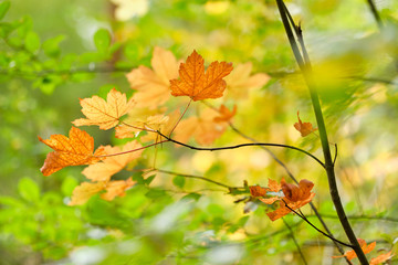 Naklejka na ściany i meble Beautiful bright autumn closeup of a maple tree turning from green to yellow and orange in an idyllic deciduous forest in Germany in autumn in october