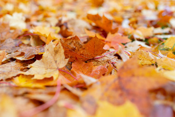 Maple leaves background.Autumn leafs on the ground.