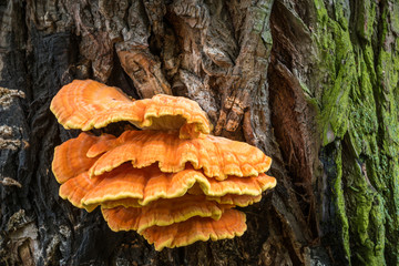 Laetiporus sulphureus - yellow mushrooms on the tree - 293781492