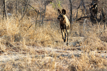Amazing South African Safari - Hippos, monkeys, zebras, leopards, lions, painted wolves, elephants, giraffes, hyenas, wildlife - Nature at it's finest