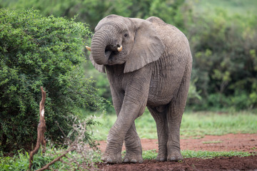 Naklejka premium Trinkender Elefant