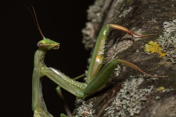 Les griffes de la nuit