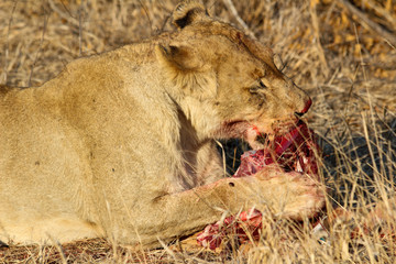 Obraz premium Amazing South African Safari - Hippos, monkeys, zebras, leopards, lions, painted wolves, elephants, giraffes, hyenas, wildlife - Nature at it's finest