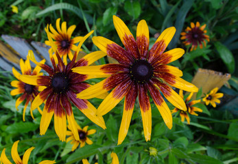 Rudbeckia garden flower after rain