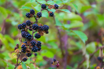 las moras son unos frutos del bosque con propiedades antioxidantes