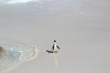 Amazing South African Safari - Hippos, monkeys, zebras, leopards, lions, painted wolves, elephants, giraffes, hyenas, wildlife - Nature at it's finest