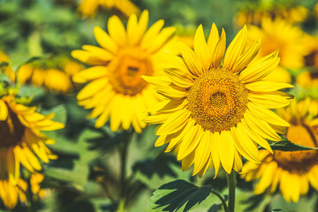 Prettiest sunflowers field. Closeup of sunflower on farm. Rural landscape