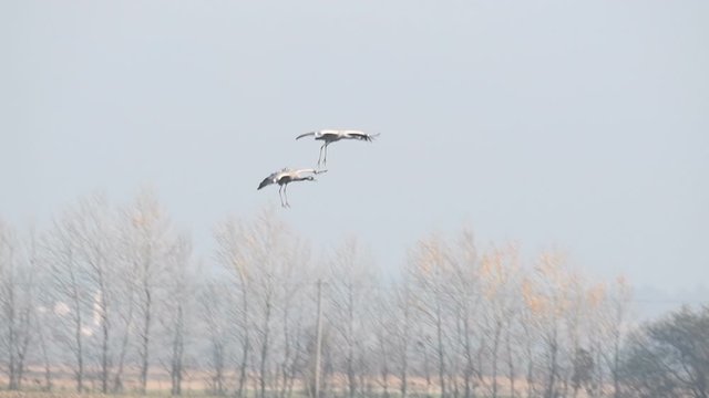 Common Cranes or Eurasian Cranes (Grus Grus) flying and landing in a field during migration season. Slow motion clip.