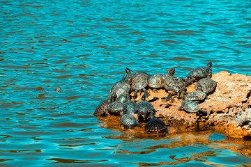 An island with turtles in the middle of a pond.