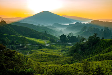 Tea fields in Cameron Highlands, Malaysia