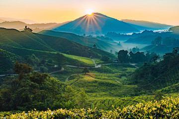 Sunrise of Tea fields in Cameron Highlands, Malaysia - obrazy, fototapety, plakaty