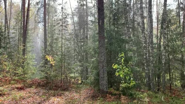 Rain falling in autumn forest. Drops shining on shinshine. Heavy rain. 