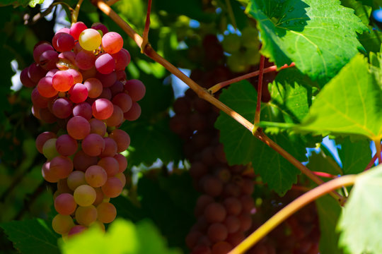 La uva es una fruta con muchas propiedades beneficiosas