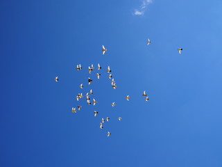 flock of white doves flies in the blue sky