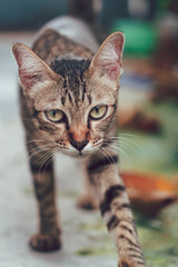 Stray Cats in Bangkok Thailand.