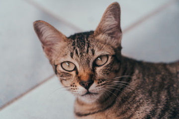 Stray Cats in Bangkok Thailand.