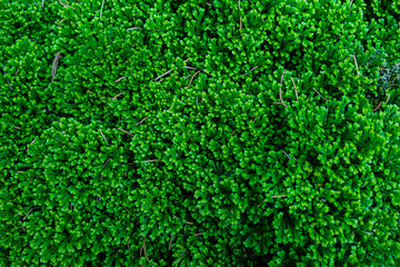 Blurred for background.Green mos for texture background.