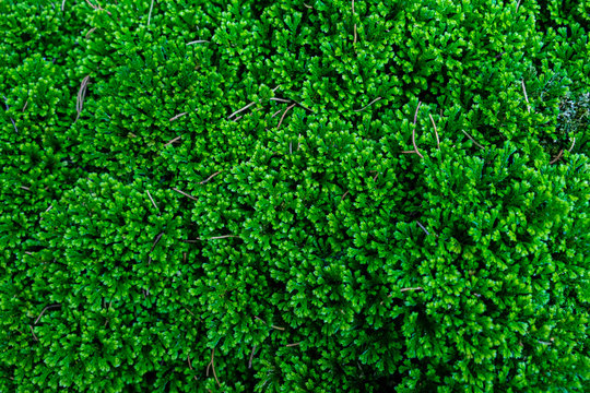 Blurred for background.Green mos for texture background.