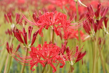彼岸花　群生