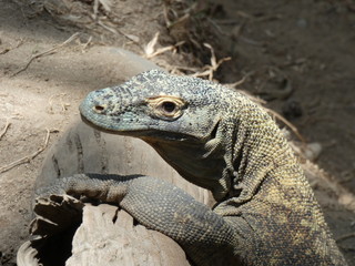 comodo