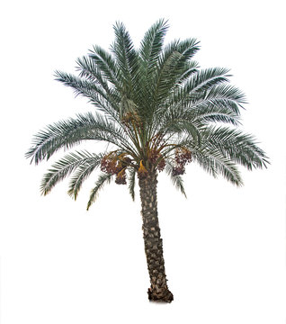 Close up of Date palm
