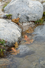 kr&ouml;ten am teichufer