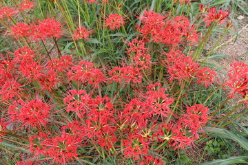 彼岸花　群生